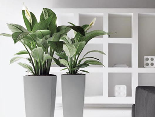 The Green Scene Inc. is a full service Interior Landscaping Company located in Greensboro, NC that has indoor plants, tropical plants, and interior plants.