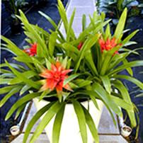 The Green Scene, Inc- is a full service Interior Landscaping Company located in Greensboro, NC that has indoor plants, tropical plants, and interior plants and plant services.