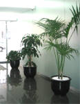 The Green Scene, Inc. is a full service Interior Landscaping Company located in Greensboro, NC that has indoor plants, tropical plants, and interior plants, and plant services.